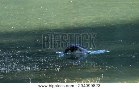 A Female Tufted Duck Diving Into The Water Of Loch Linlithgow