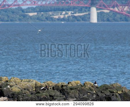 Oystercatchers Foraging On Rocks On The Shore Of The Firth Of Forth With The Famous Bridge In The Ba