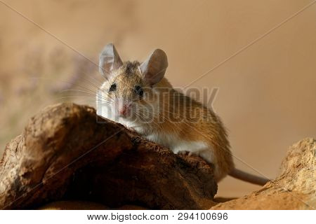Close-up Female Spiny Mouse With Big Eyes аnd Ears (acomys Cahirinus) Lies On A Snag A And Looks At 