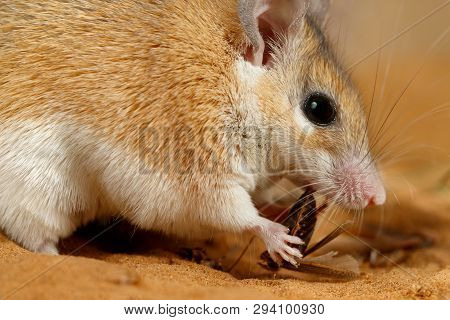 Close-up Female Spiny Mouse (acomys Cahirinus) Eats Insect On The Sand. Small Dof Focus Put Only To 