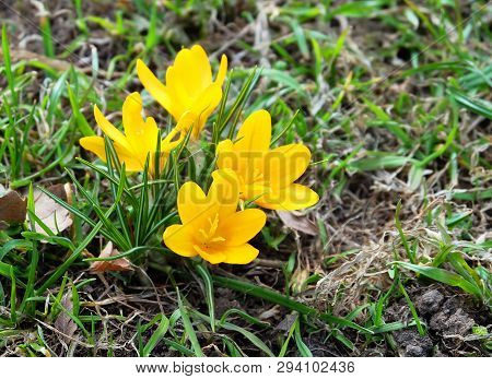 Blooming Saffron, Or Golden-flowered Crocus (crocus Chrysanthus) In Early Spring.