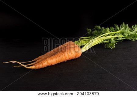 Group Of Three Whole Fresh Orange Carrot With Greens On Grey Stone