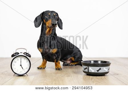 Black And Tan Dog Breed Dachshund Sit At The Floor With A Bowl And Alarm Clock, Cute Small Muzzle Lo