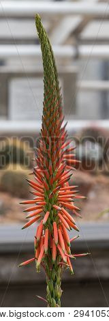 Close Up Of A Flower Stalk Of An Aloe Sheilae Plant
