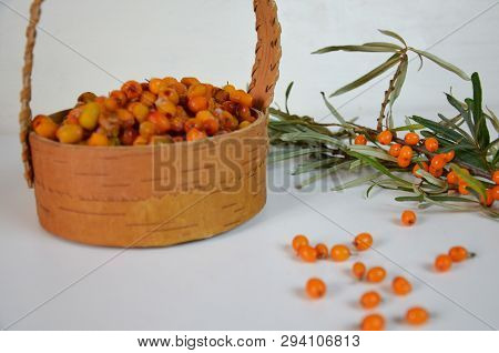 Branch Of Sea Buckthorn Berries With Leaves. Clipping Paths, Shadow Separated, Infinite Depth Of Fie