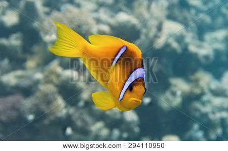 Clown Fish - Amphiprion Bicinctus - Two-banded Anemonefish. Red Sea