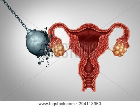 Strong Female Fertility Or Healthy Uterus And Ovaries With Fallopian Tubes As A Mentrual Pain Or Rep