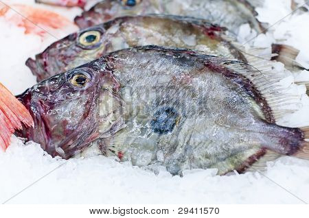 John Dory