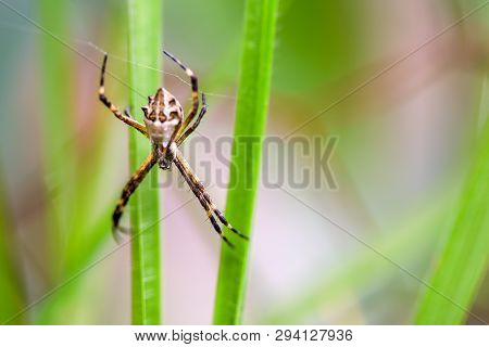 Macro Photography Of A Silver Argiope Spider Weaving Its Web Amid Some Blades Of Grass. Captured At 