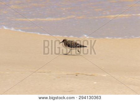 Sandpiper In A Beach Of Algarve (portugal)