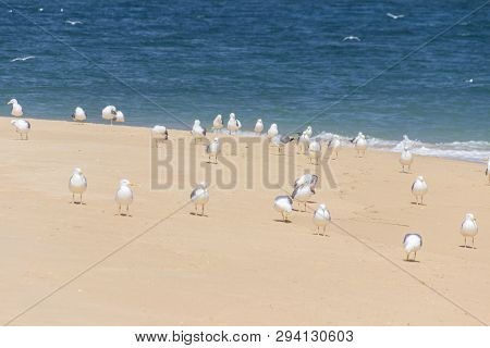 Ilha Deserta In Faro In Algarve (portugal)