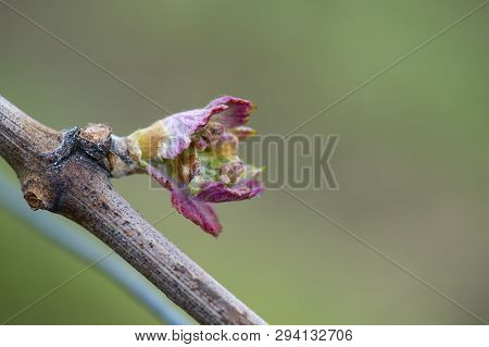First Spring Leaves On A Trellised Vine Growing In Vineyard, Bordeaux, France