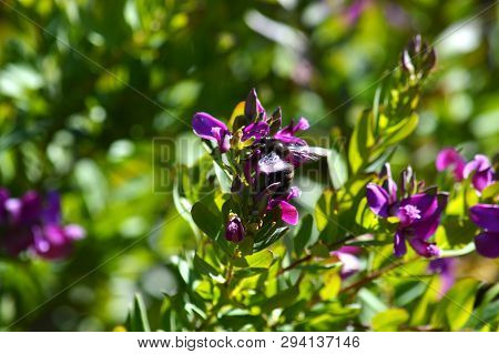 Close-up of Polygala Flowers with a Violet Carpenter Bee, Nature, Macro