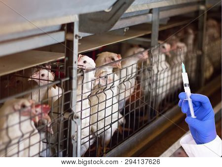 Doctor Holds A Syringe On The Background Of Broiler Chickens Concept Of Hormones And Antibiotics In 