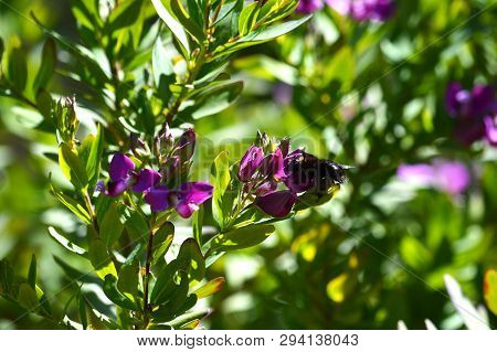 Close-up Of Polygala Flowers With A Violet Carpenter Bee, Nature, Macro