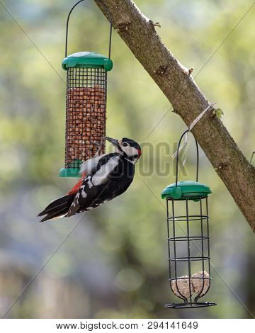 Great Spotted Woodpecker, Dendrocopus Major - Spechten (picidae) Eating Peanuts Form A Feeder