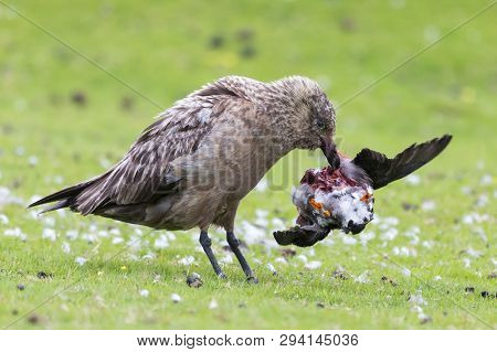 Great Skua Standing On A Green Grass Eating A Puffin It Killed