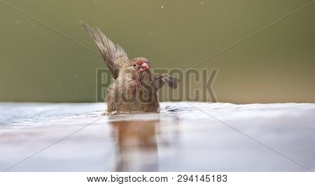 Red-billed Firefinch Female Having A Bath To Cool Down In A Shallow Pool