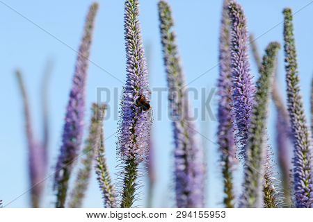 Summer Background With Flower Veronica Virginica And Honey Bee
