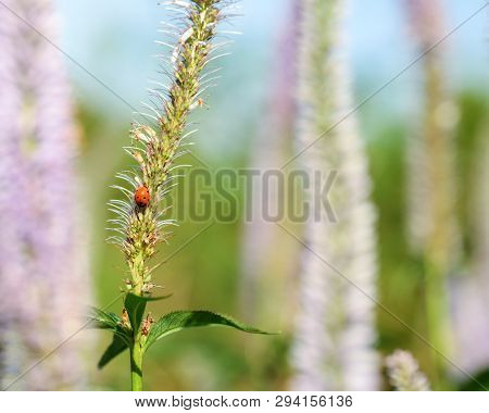 Summer Background With Blurred Flower Veronica Virginica And Ladybug