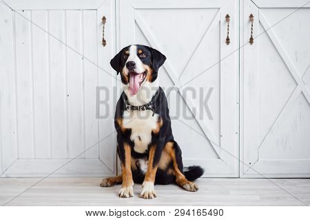 Beautiful, Cheerful Spotted Dog Sits On A White Background And The Dog Shows Tongue
