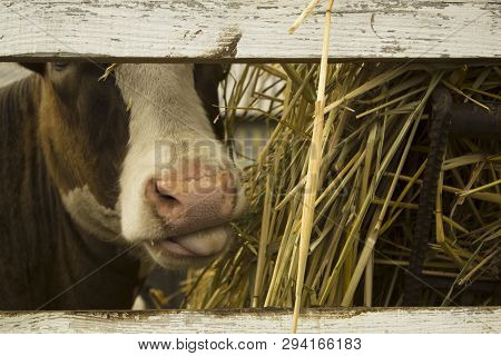 Brown And White Cow Chewing Hay In A Farm. Looking Through An Old Wooden Fence