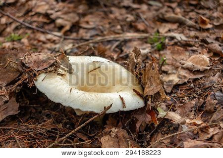 Edible Forest Mushroom Lactarius Resimus Known As The Milky Cup Grows In The Forest From Under Leaf 