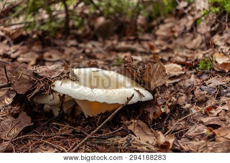 Edible Forest Mushroom Lactarius Resimus Known As The Milky Cup Grows In The Forest From Under Leaf 
