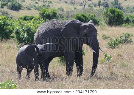 African Elephant, Loxodonta Africana, Cow With Young Calf, Massai Mara Park, Kenya, Africa.