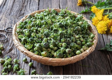 Young Dandelion Buds Collected To Prepare False Capers