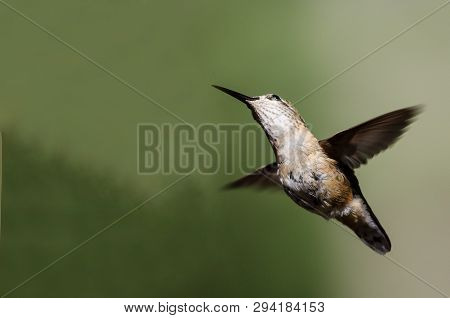 Broad-tailed Hummingbird Hovering In Flight Deep In The Forest