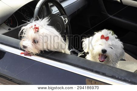 Two Malltese Dogs Look From A Car Window