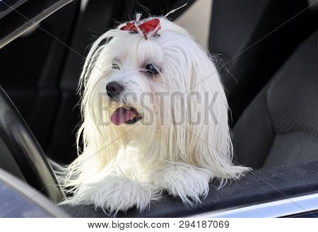 Maltese Dog In The Car Looking Out The Window.