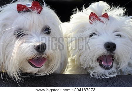 Two Malltese Dogs Look From A Car Window.