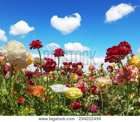 Sunny lovely day in the south of Israel. Blooming kibbutz field under a blue spring sky. Magnificent multi-colored buttercups sway from the spring wind. The concept of ecological and photo tourism
