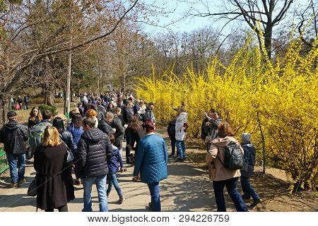 Kyiv, Ukraine - April 7, 2019: People Enjoy Sunny Sunday And First Spring Blossoms At The Fomin Bota