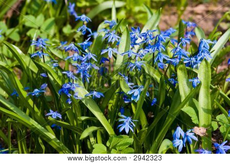 Fiori di Scilla
