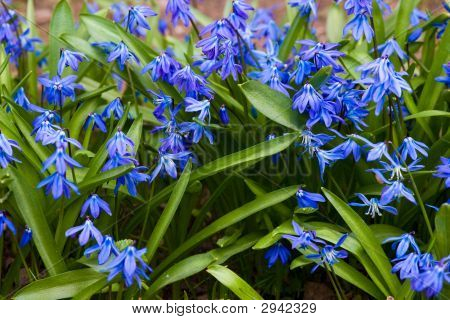 Fiori di Scilla