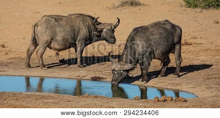 Two Large Male Cape Buffaloes Drinking At A Waterhole In Africa