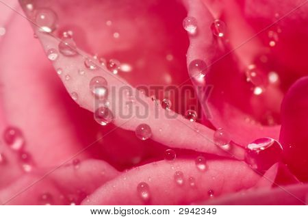 Tropfen auf empfindlichen rose