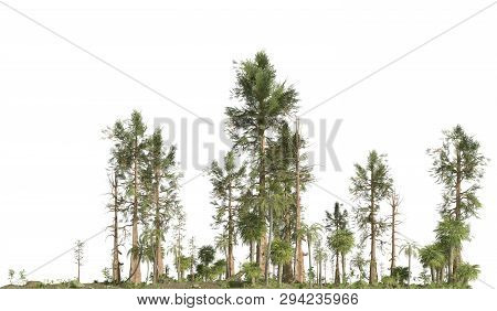 Forest Of The Mesozoic Era Isolated On White Background 3d Illustration