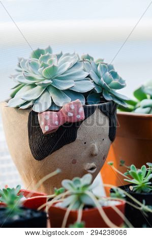 Close Up Image Of Echeveria Fleur Blanc Cactus In Pot