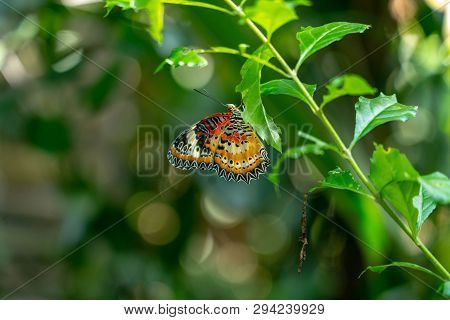 Butterfly Resting Open On A Leafy Branch