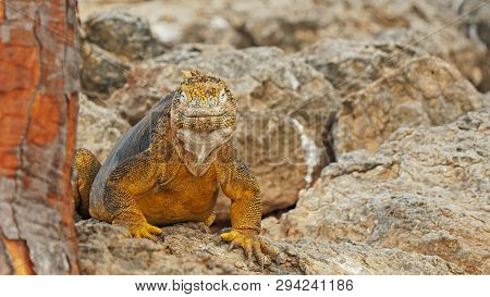 Close Up Of A Colorful Land Iguana Sth Plaza In The Galapagos