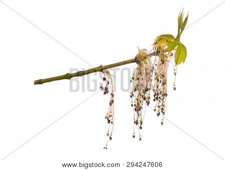 Blossoming branch with flowers. Single spring tree branch with flowers and buds, isolated on white background. Stick tree branch from nature for design.
