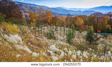 Landscape Of Trees Turning Color In Autumn - Senboku, Akita, Japan