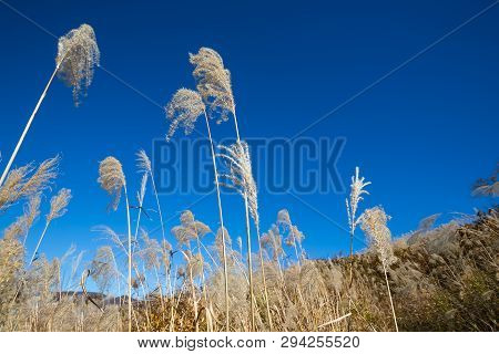 Grass Flowers With Blue Sky - Senboku, Akita, Japan