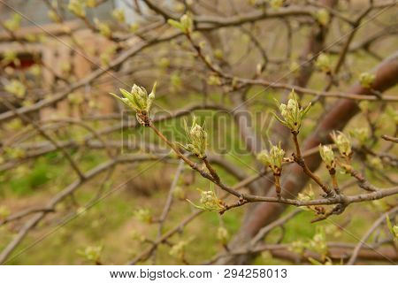 Apple Branch With Young Leaves And Buds