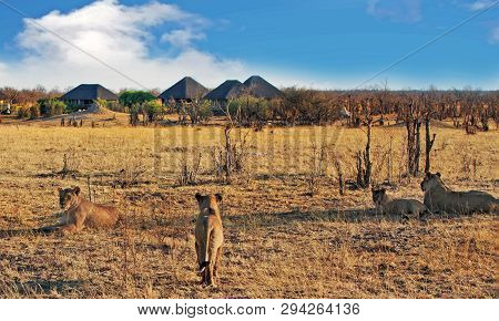 Pride Of Lions Resting On The African Plains With An African Safari Lodge In The Background.  Nehimb