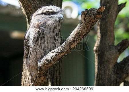 Australian Frogmouth Nightjar Hiding With His Feather Camouflage On The Branch, Sydney Australia